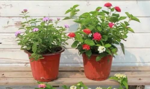 重庆陈先生最新爆料视频,揭秘事件背后惊人真相 第3张 重庆陈先生最新爆料视频,揭秘事件背后惊人真相 第3张